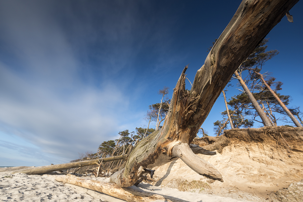 ae-photos_landschaftsfotografie_fischland_darss_kahler_baum_1200x800