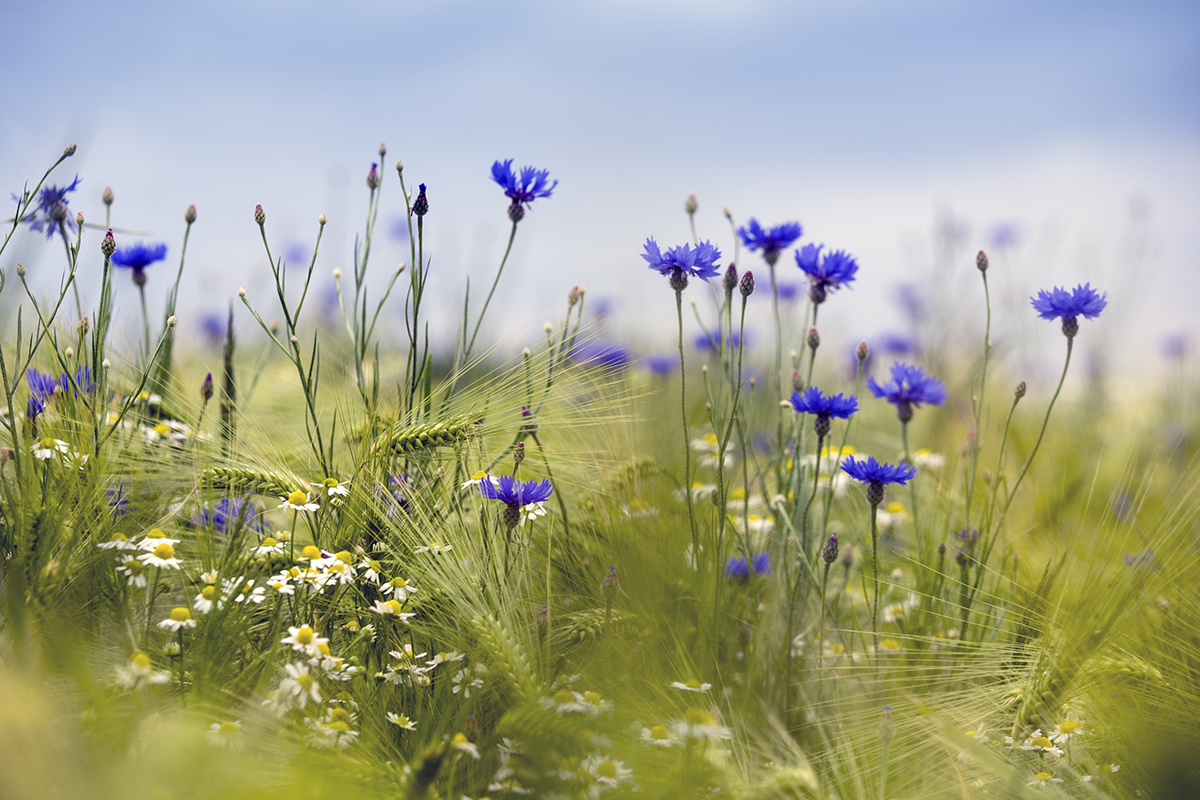 ae-photos_landschaftsfotografie_kornblumen_1200x800